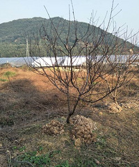 "大家说我如果把桃树枇杷树菜地 一棵的管理权租给别人50一棵"