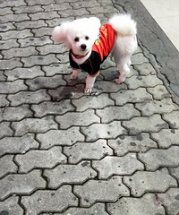 �Һ�ɫ�·��Ĺ�������·��ɭ��������߶�