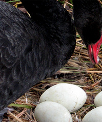 ������ʹ������������