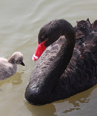 �շ������õ�С���