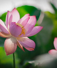 17��ĺɻ���һ��