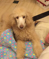 ����7���¾��͹�� ĸ ������