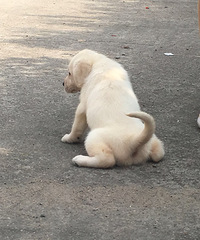 ��һֻ��������ܵ�888 ����