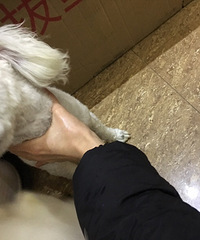 Ѱ������