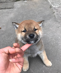 �������Ȯ��෢��