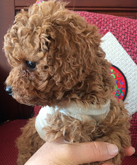 ����С̩��