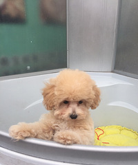 �Լ���������ɫ̩�Ϲ������豭���ؼ�