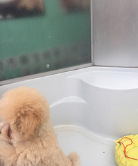 �Լ���������ɫ̩�Ϲ������豭���ؼ�