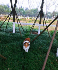 ϲ��ϲ�ֵٵ�����