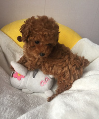 С�豭�����¼ң�