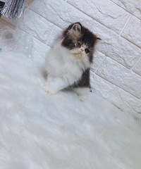 ���۲�˹��è 900