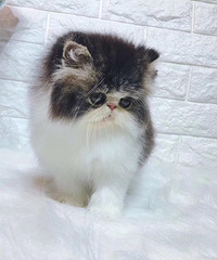 ���۲�˹��è 900