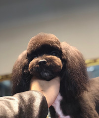 �ȳ��Ʒ �ȳ� ��������