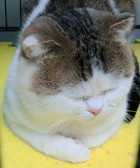 èɽ�� ���ǲ�С�ı�èץ�� ������������