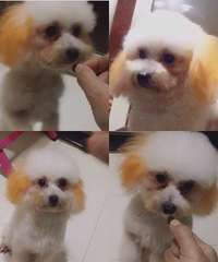 ����̩�ϳ���