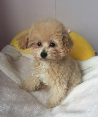 �Լ����Ĳ豭������ɫ̩�Ϲ����¼���