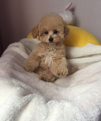 �Լ����Ĳ豭������ɫ̩�Ϲ����¼���