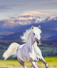 �Ŵ����ִ��Ľ�ͨ���߶Աȣ��ĸ���