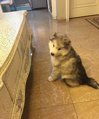 2���´���Ұ���˹�Ӹ��