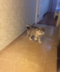 2���´���Ұ���˹�Ӹ��