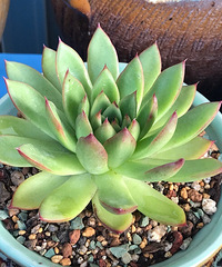 �����ﶬ���ļ��ֻ�