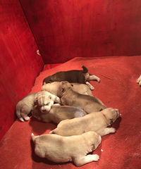 ���ۼ����̻�ɫ��ʿ���ٺ�