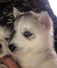 ����û�й�ʿ����ô�����֣���