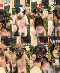 ����С�̹�������