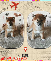 ̨�ݾ�Ʒ��Ȯ