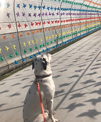 ����ɵ����Ϫһ����