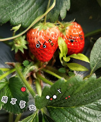 "草莓君,酱紫吃才过瘾"