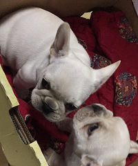 #������ţȮ#