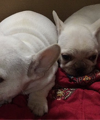 #������ţȮ#