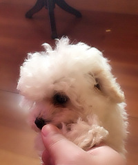 300 ���� ��������