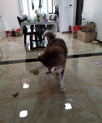 ת���ԼҰ���˹�ӹ���-10���£�ĸ��