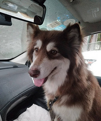 ת���ԼҰ���˹�ӹ���-10���£�ĸ��