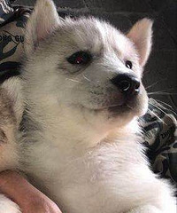 ����wanghong���� ʣһֻ�� ����˦1222 ����������