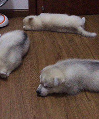 ����wanghong���� ʣһֻ�� ����˦1222 ����������