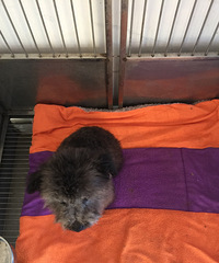 �Լ�����С���̩�ϱ��˳�����