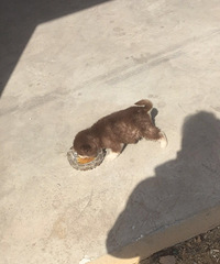 ���˳���һ�����µİ���˹��-ĸ