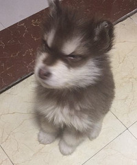 ���˳���һ�����µİ���˹��-ĸ