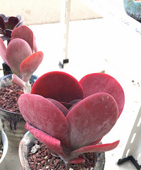 ���һ���