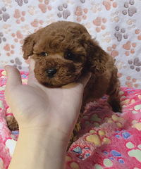 ��̩�Ϻ�����������ĸ 1.16������һ