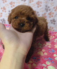 ��̩�Ϻ�����������ĸ 1.16������һ