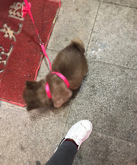 ��ֻ2���µİ���˹��Сĸ��