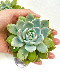 �����޳��ÿ�