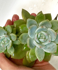 �����޳��ÿ�