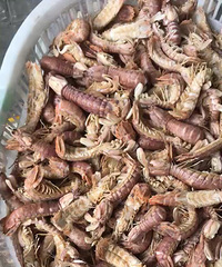 "【港港厢】肥胖皮皮虾的季节到了喜欢买生的还是熟的"