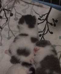 ��ֻ3.2������Ӣ��