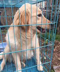 �˸��½�ë��С�ͳ��ﹷ������ۣ�